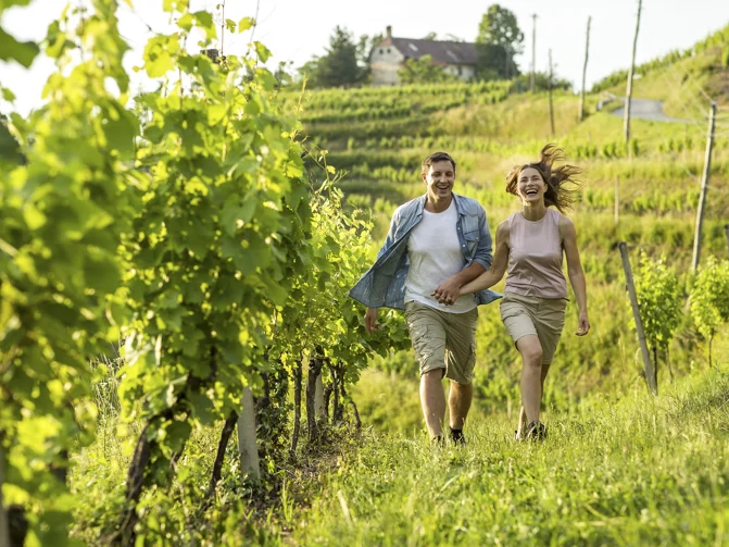 Mlad par se z roko v roki sprehaja med zelenimi vinogradniškimi potkami