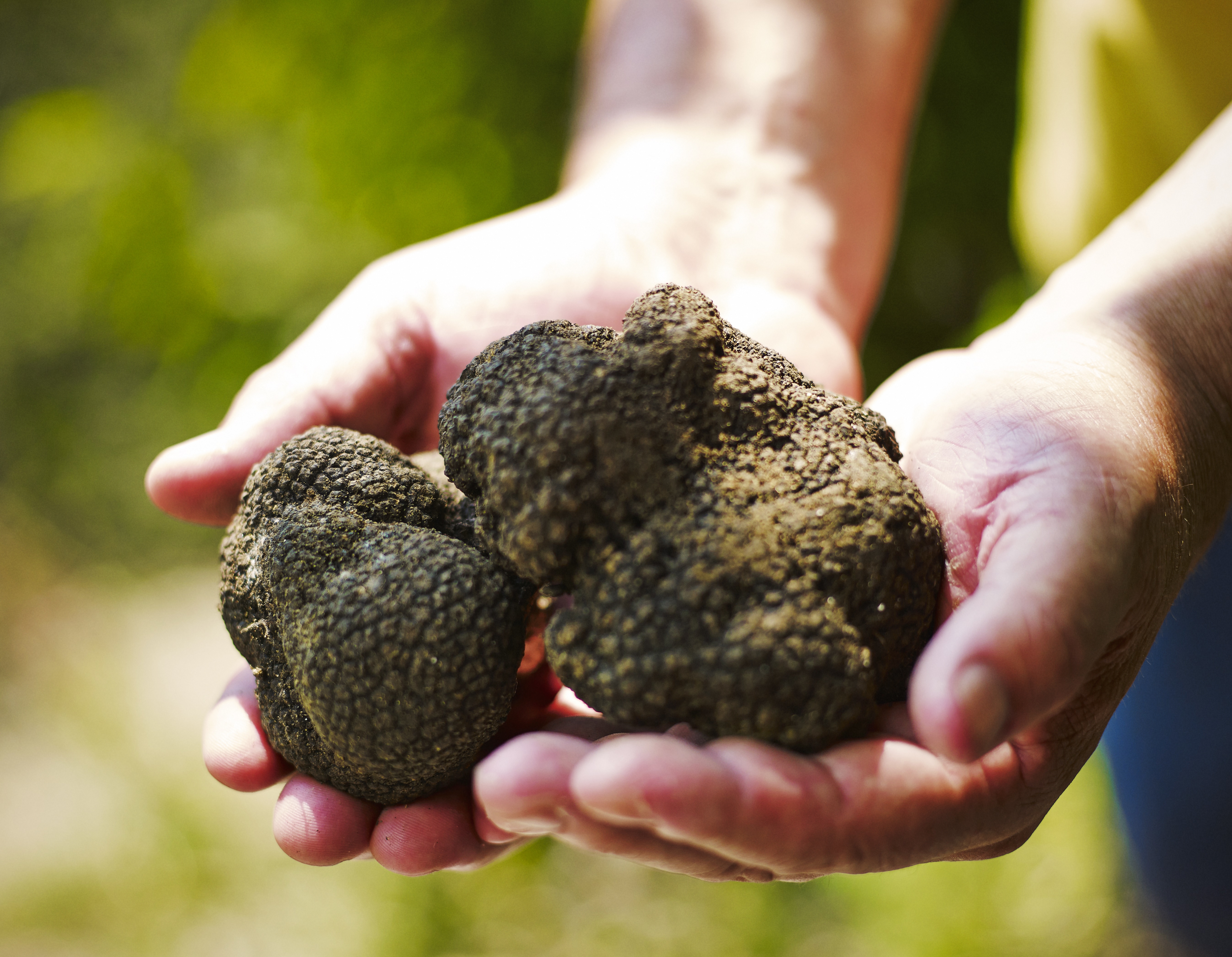 Caccia al tartufo