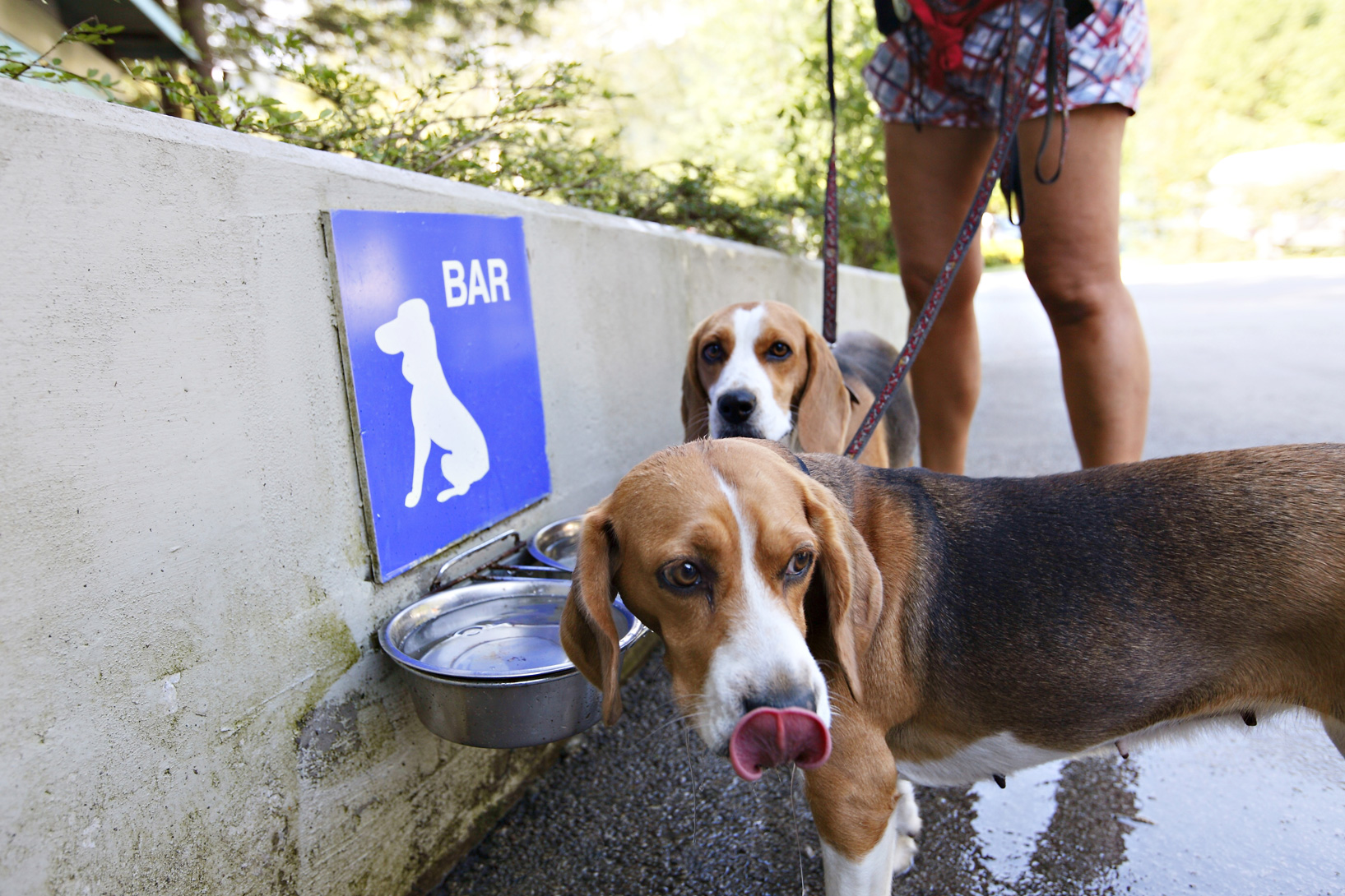 Camping mit Hund: mehr Wege, weniger Hitze