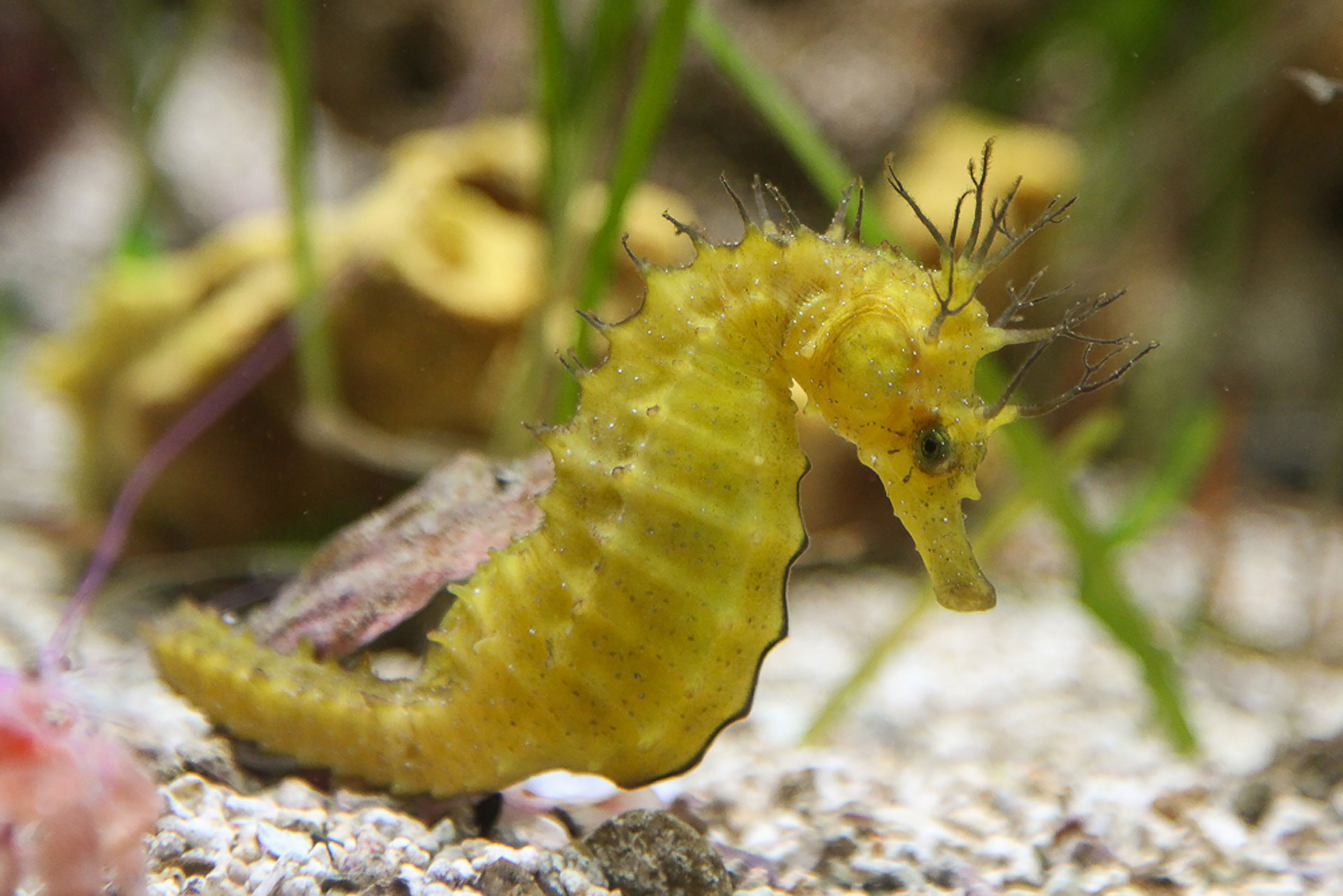 Pomorski muzej Piran